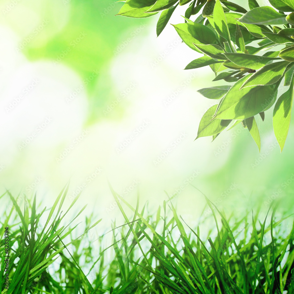 Obraz premium Spirng growing nature