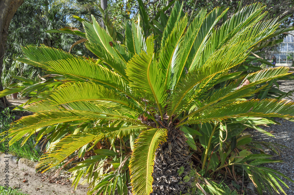 Fototapeta premium Palm tree