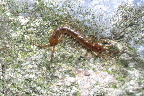 Canvas Print Brown or stone centipede (Lithobius forficatus) hunting