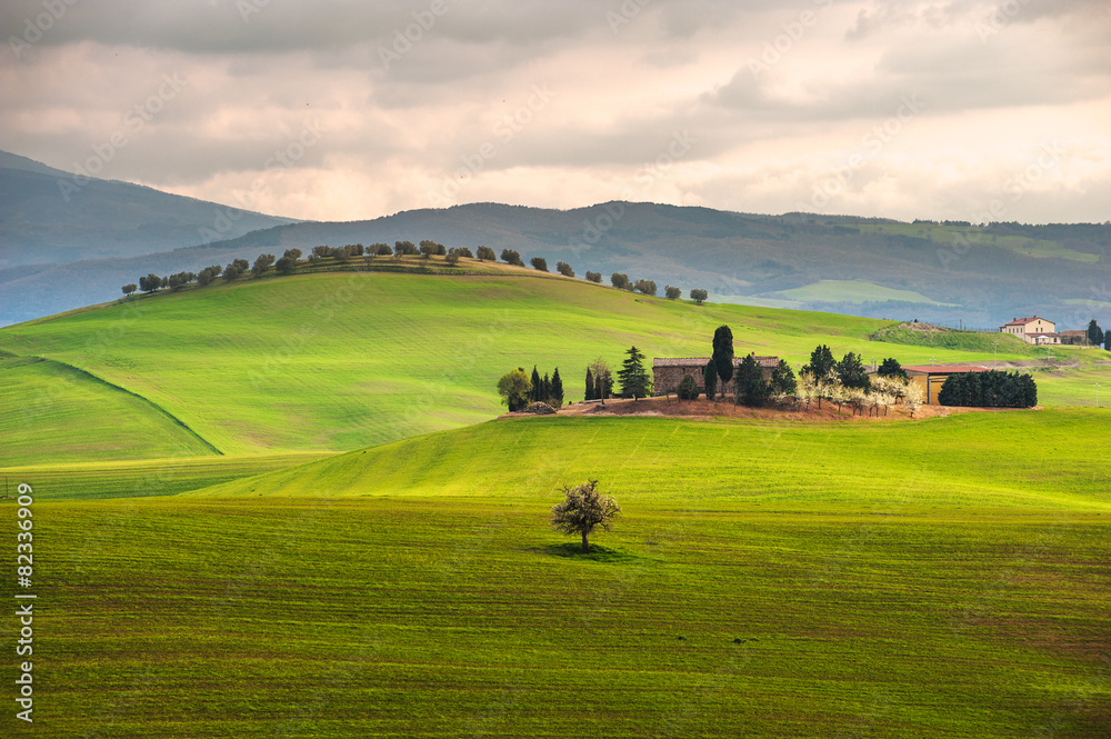 Green spring field in the countryside of Tuscany, Italy