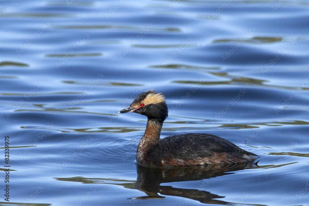 Horned Grebe in the water.