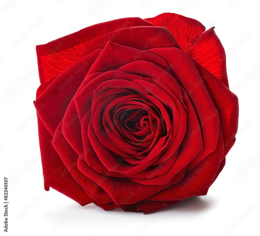 Red Rose close up - obrazy, fototapety, plakaty 