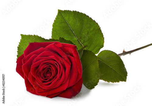 red rose with stem