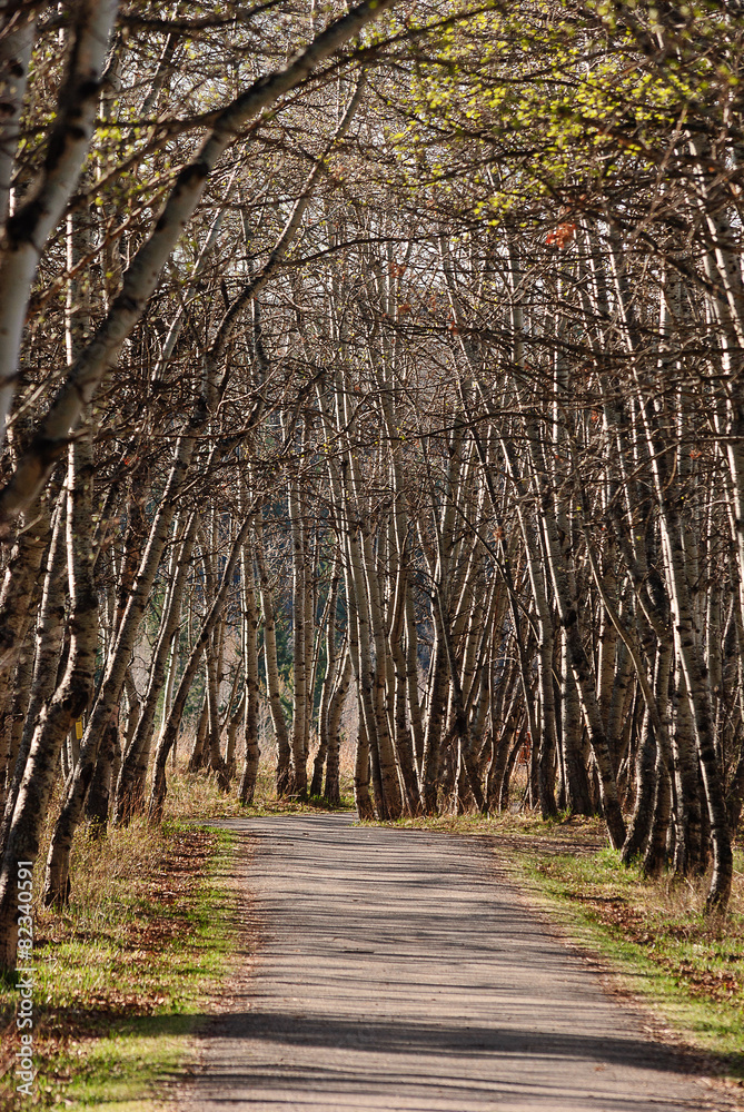 Obraz premium Pathway-3