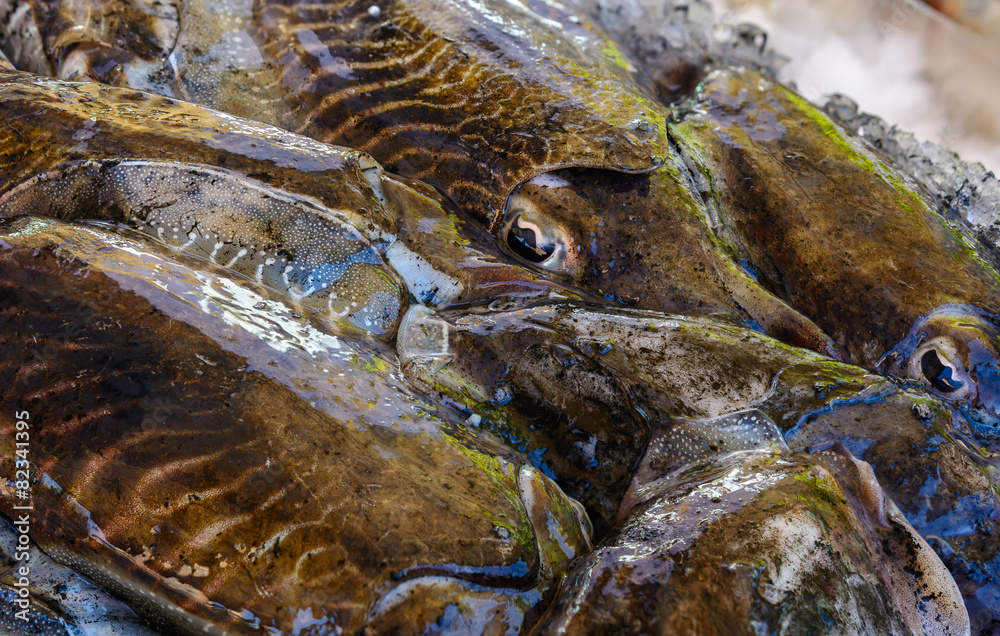 Black cuttlefish macro Black cuttlefish macro