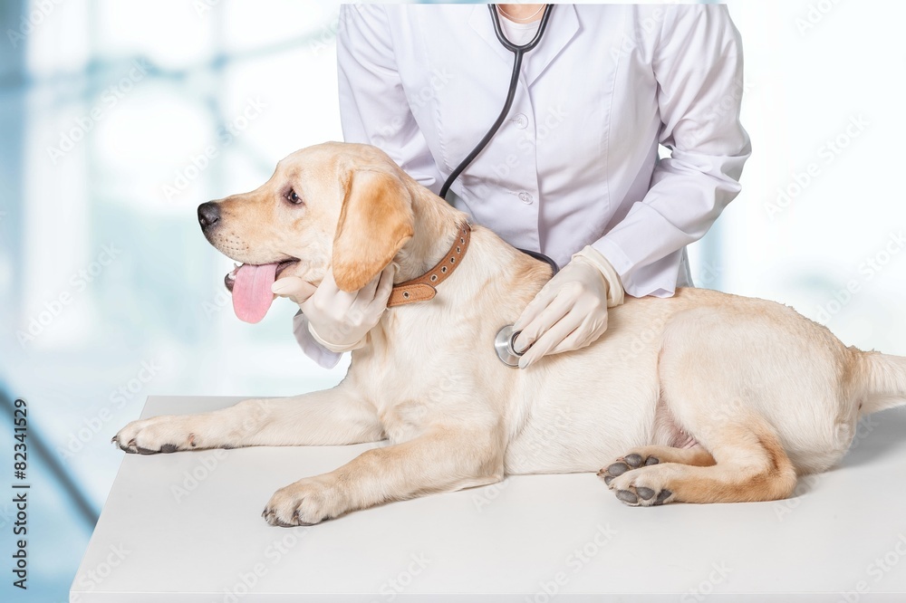 Dog. Veterinary treatment - lovely Maltese dog and friendly