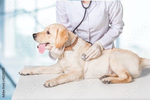 Fototapeta Naklejka Na Ścianę i Meble -  Dog. Veterinary treatment - lovely Maltese dog and friendly