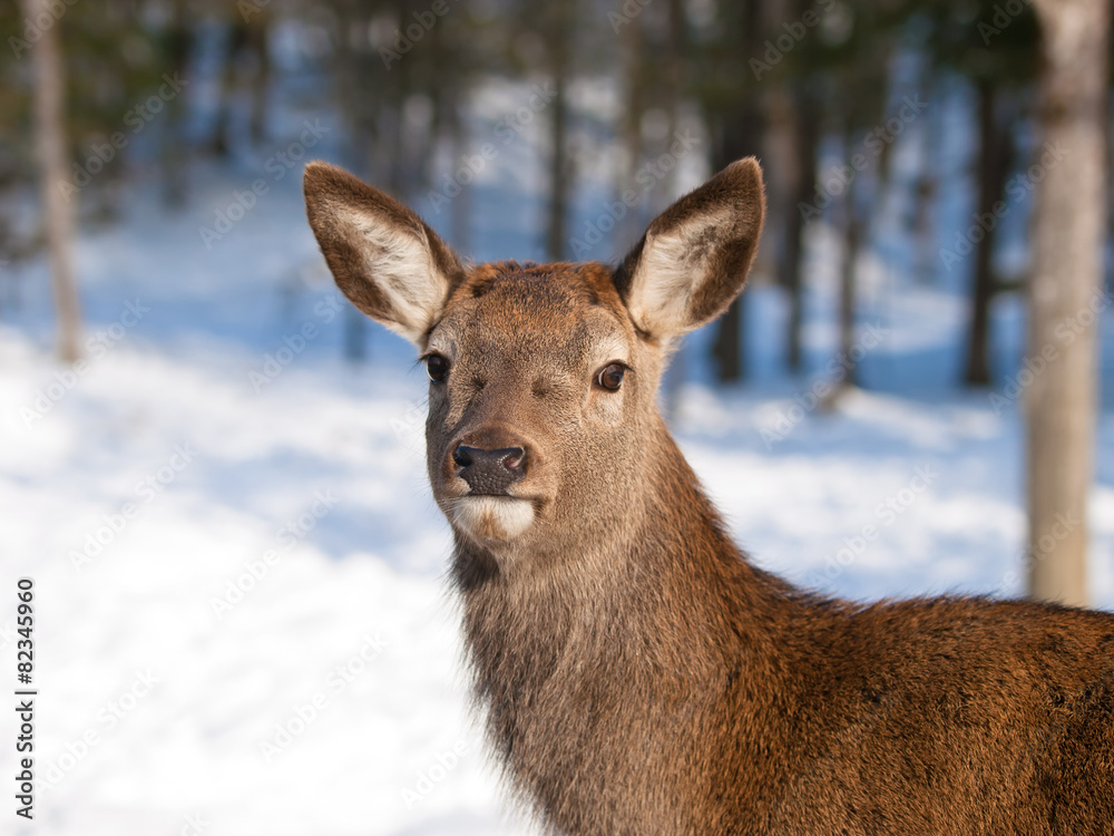 Female red deer head shoot close-up in winter