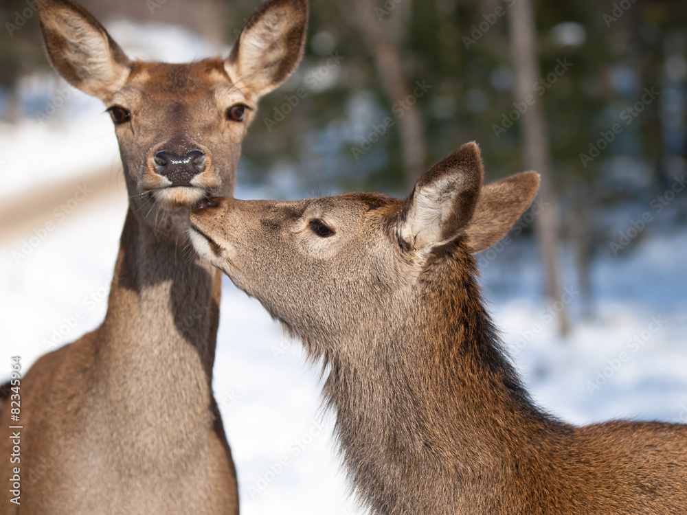 Red deers cuddling in winter