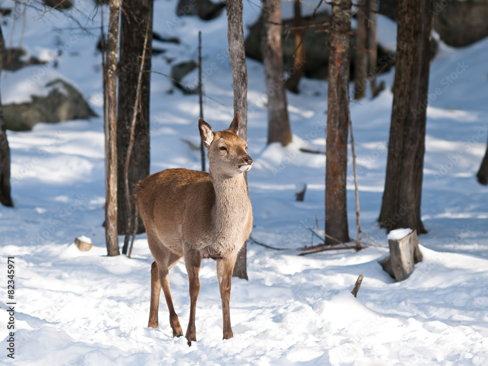 Female red deer standing in snow Female red deer standing in snow