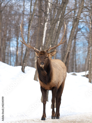 Red Deer mature male in winter