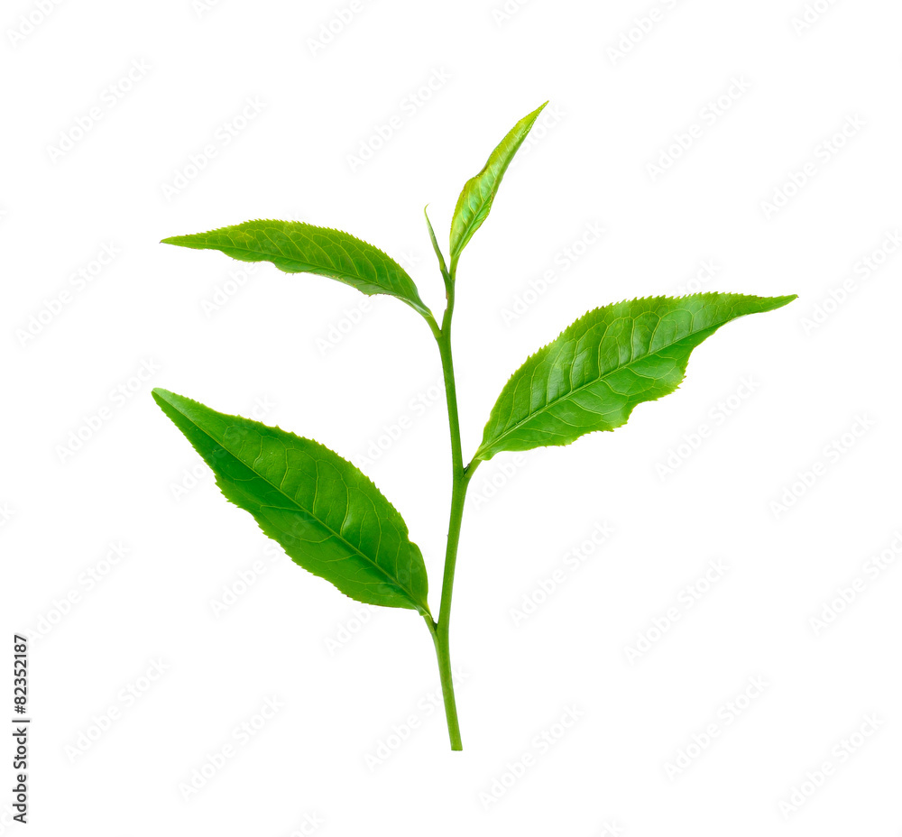 tea leaf isolated on white background tea leaf isolated on white background