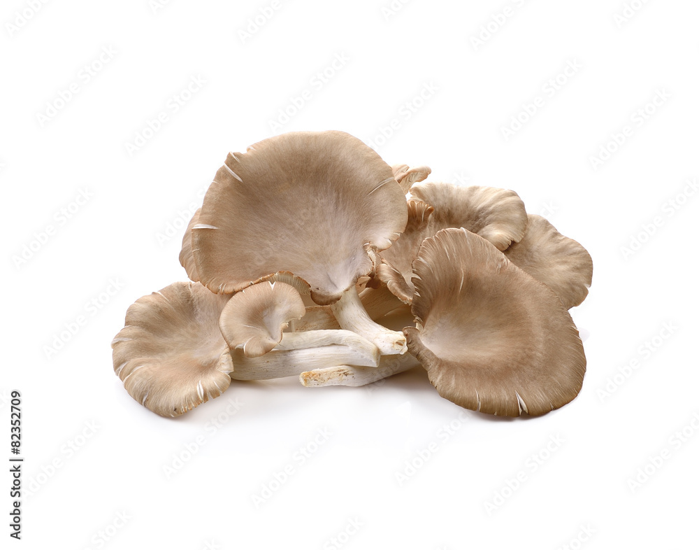 oyster mushroom on white background oyster mushroom on white background