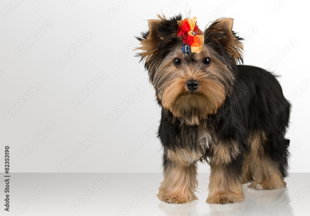 Dog. Group of dogs different sizes isolated Dog. Group of dogs different sizes isolated