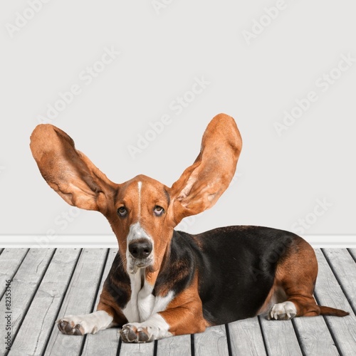 Basset Hound. Flying ears