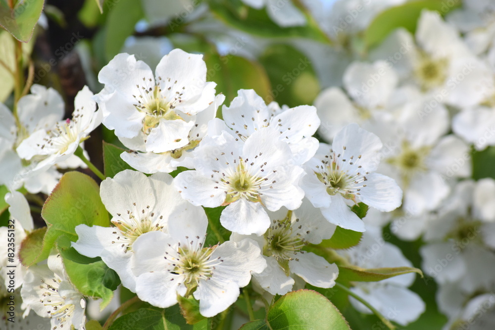 梨の花 梨の花
