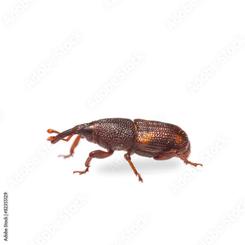 Rice weevil