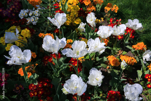 Fototapeta Naklejka Na Ścianę i Meble -  White tulips in the park. Spring landscape.