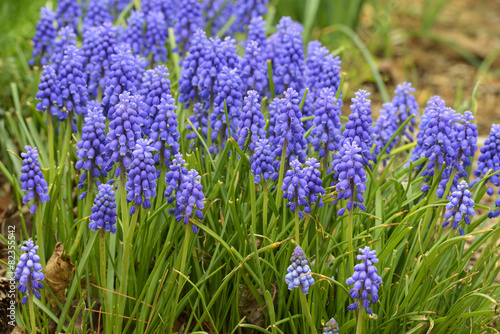 Bluebell Flowers in Bloom in Spring