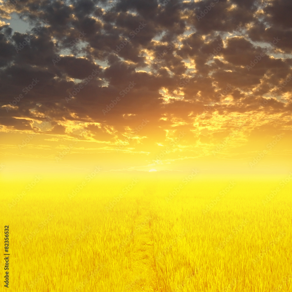 Sunset on the golden meadow. Intense sun setting down on a dried Sunset on the golden meadow. Intense sun setting down on a dried