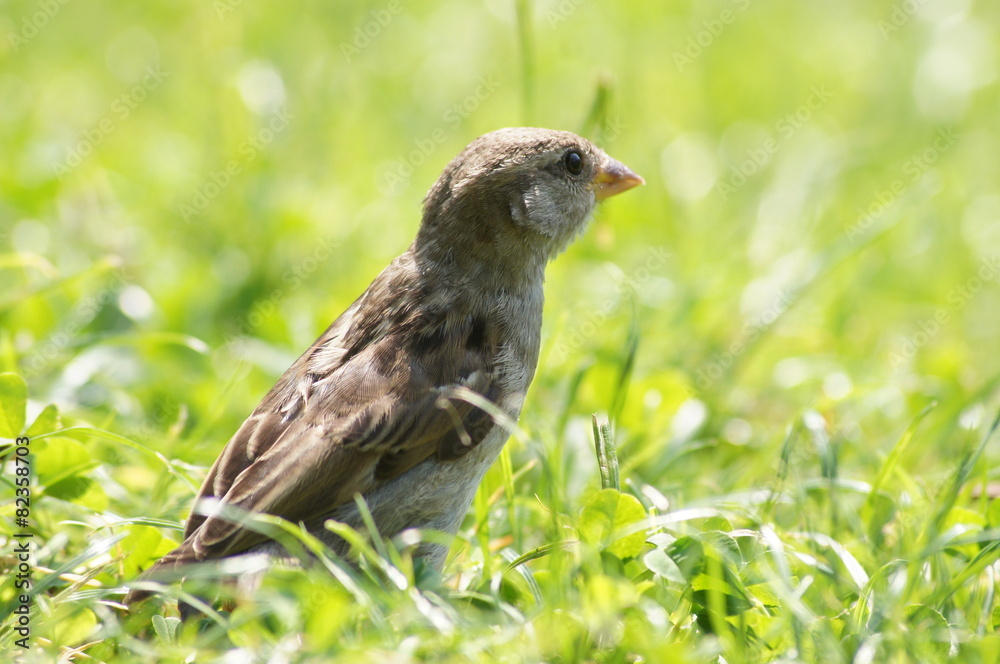 Fototapeta premium Spatz auf der Wiese