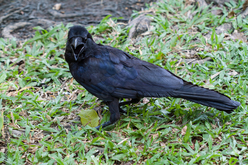 Big black crows © enterphoto