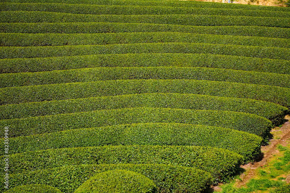 Tea farm, Wazuka, Japan