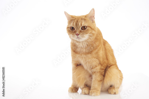 british shorthair cat © para827