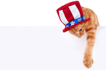 Patriotic cat holding up sign