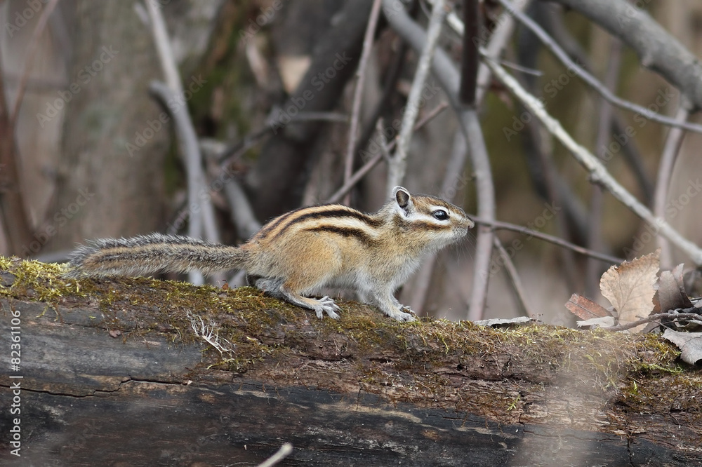 Chipmunk