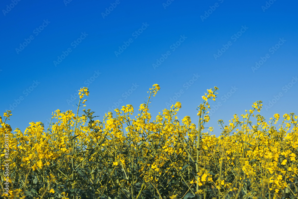 Oilseed Rapeseed Flowers in Cultivated Agricultural Field Oilseed Rapeseed Flowers in Cultivated Agricultural Field