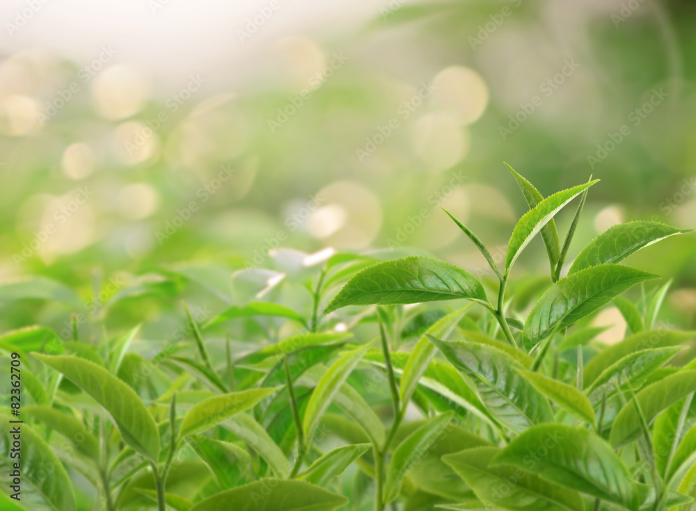 Tea leaves at a plantation in the beams of sunlight Tea leaves at a plantation in the beams of sunlight