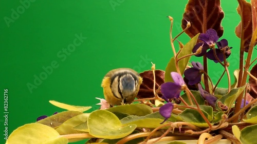 Great tit on Saintpaulia (African violets)