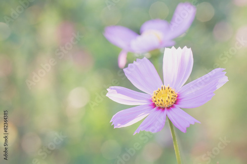 Pink cosmos