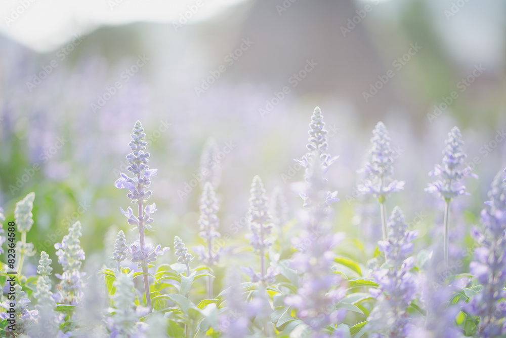 Fototapeta premium lavender flower