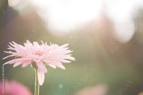 Spring pink flower
