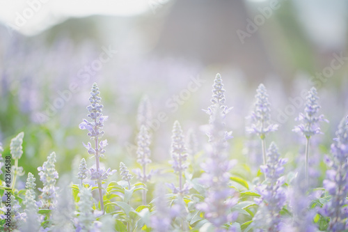 Fototapeta Naklejka Na Ścianę i Meble -  lavender flower