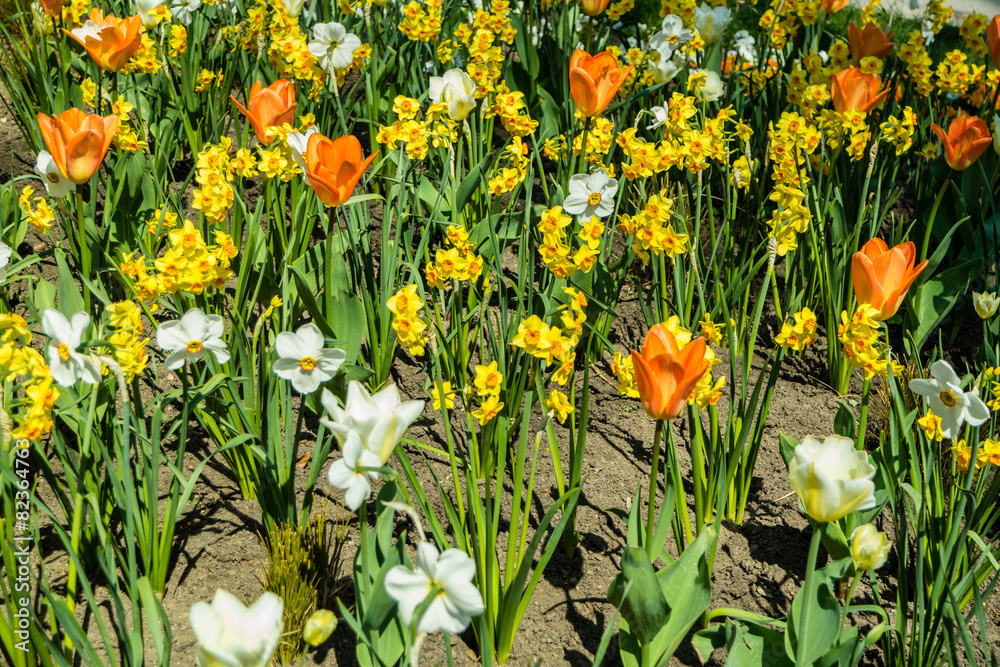 Tulpen und Narzissen Wiese