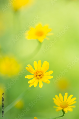 Little yellow star flower in soft focus