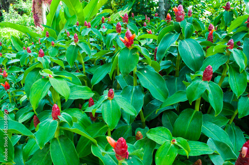 Ginger flower. The scientific name. (costus speciosus)