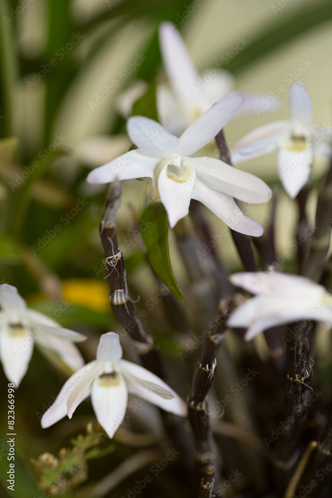 Obraz premium セッコク 香月