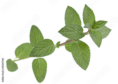 Peppermint leaf colseup on white