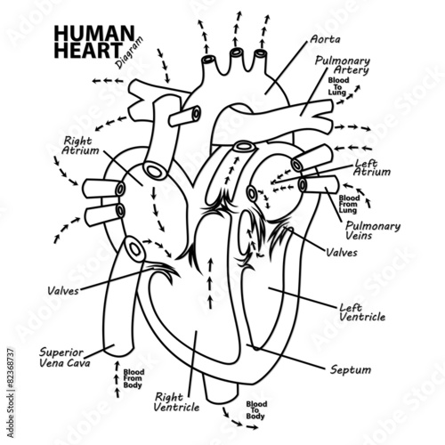 Human Heart Diagram Anatomy Outline, Vector Illustration