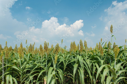 Millet farm with blue sky photo