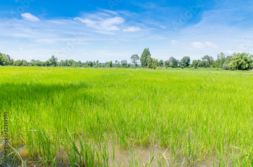 Landscape of Thai rice field under blue sky and clound