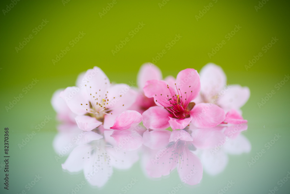 Peach pink flowers Peach pink flowers