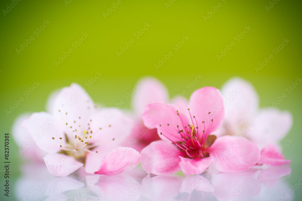 Peach pink flowers