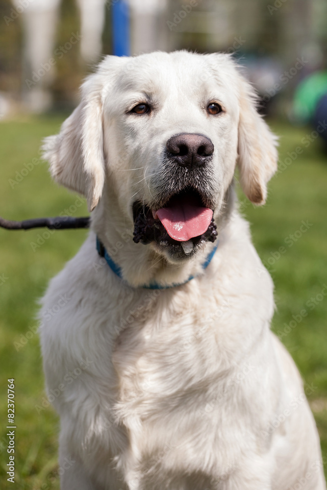 dog portrait 