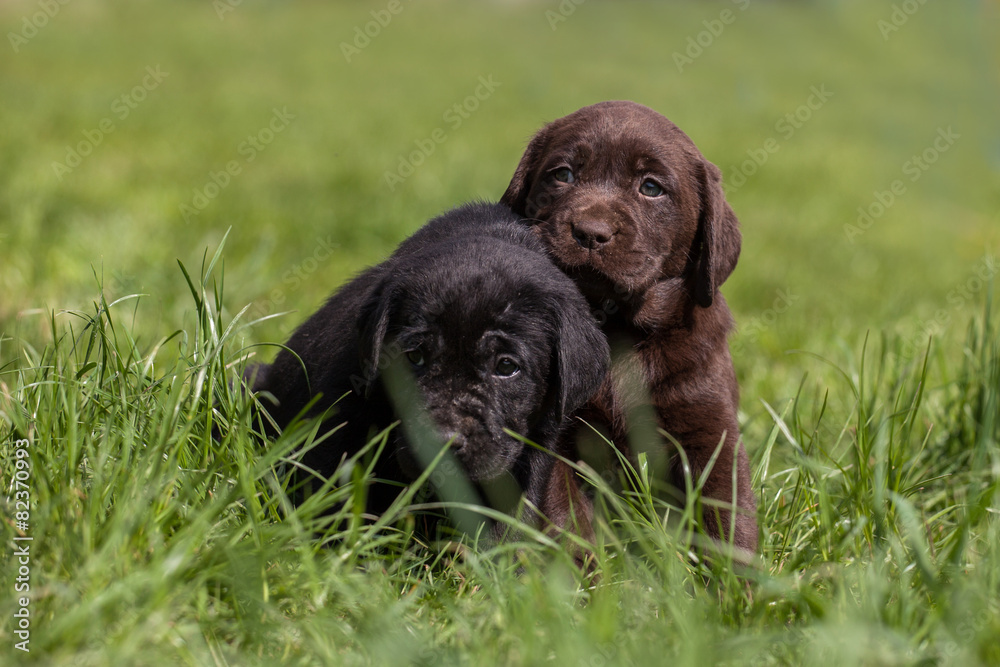 labrador puppy labrador puppy