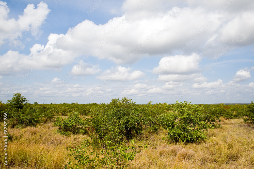 Typical landscape in Kruger National Park, South Africa.